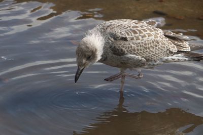 Close-up of duck in water