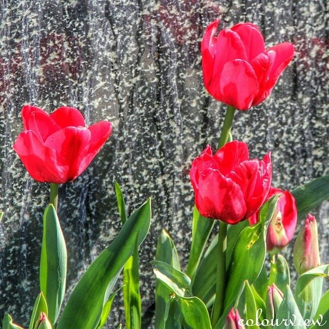 flower, red, petal, freshness, fragility, growth, flower head, plant, beauty in nature, blooming, leaf, tulip, nature, in bloom, stem, close-up, blossom, day, no people, outdoors