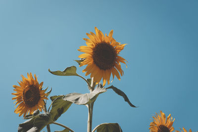 Low angle view of sunflower against clear sky