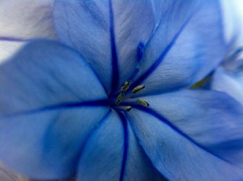 Macro shot of flower head