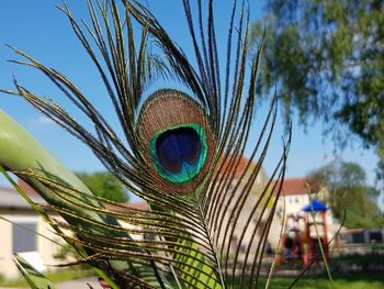 Close-up of peacock feather