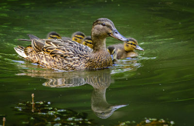 Ducks in a lake