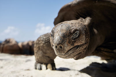 Aldabra giant tortoise on sand beach. close-up view of curious turtle in seychelles.
