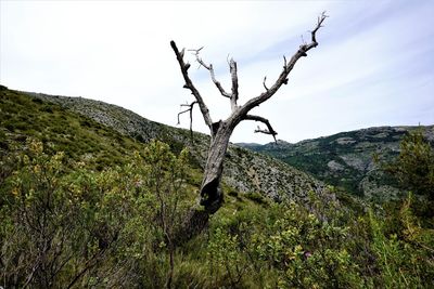 Bare tree on mountain against sky