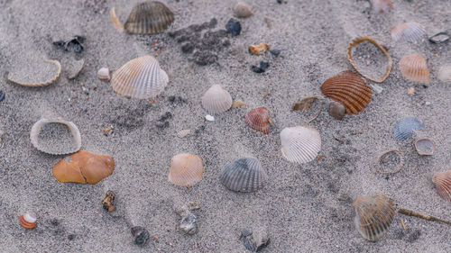 A cluster of empty seashells litter the sandy beach after a storm
