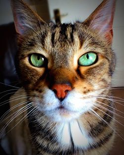 Close-up portrait of a cat