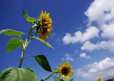 Close-up of yellow flowering plant against sky