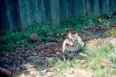 Cat in a forest