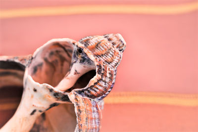 Close-up of snail against colored background