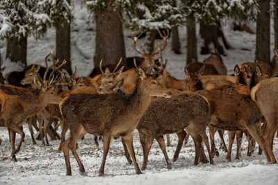 Deer on snow covered field