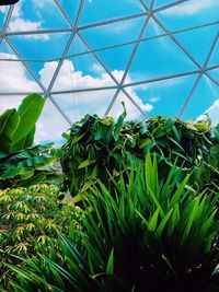 Low angle view of plants growing in greenhouse against sky