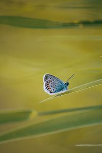 Close-up of butterfly on leaf