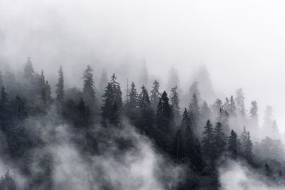 Trees against sky during foggy weather