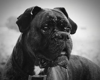 Close-up of a dog looking away