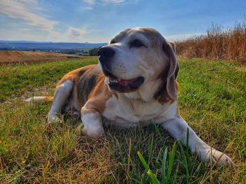 Dog looking away on field