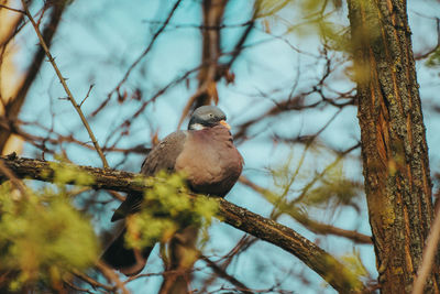 Low angle view of eagle perching on tree