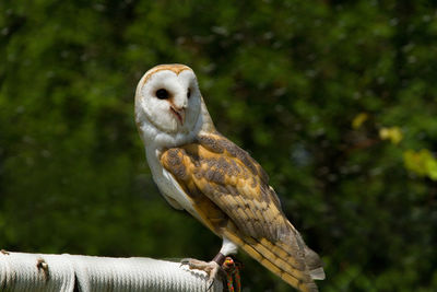 Close-up of bird perching on branch