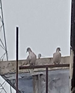 Birds perching on wall