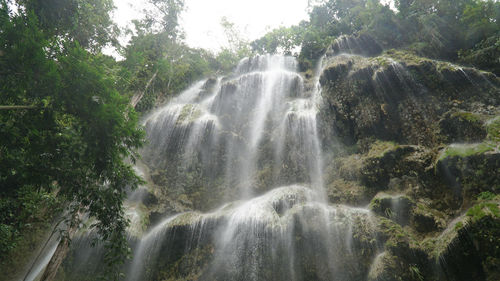 Low angle view of waterfall in forest