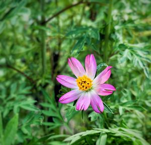 Close-up of pink cosmos flower