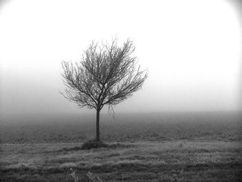 Bare tree on field against sky