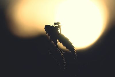 Close-up of crab at sunset
