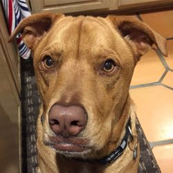 Close-up portrait of a dog