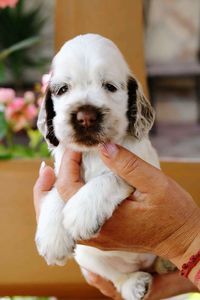 Cropped image of woman holding english cocker spaniel puppy