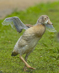 Close-up of a bird on field