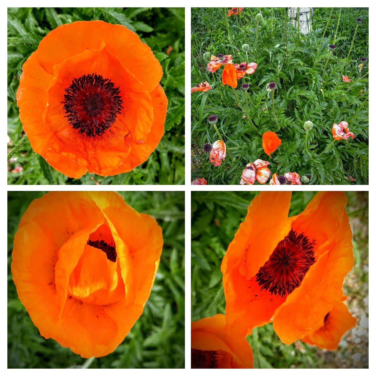 Poppies, poppies will put them to sleep...sleep, now they'll sleep