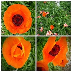 Close-up of orange flowers