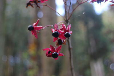 Close-up of red berries on tree