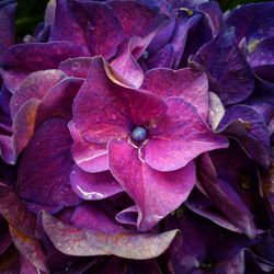 Full frame shot of white flowers