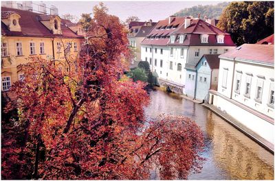 Plants and trees by buildings in city