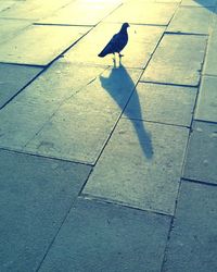 Bird perching on ground