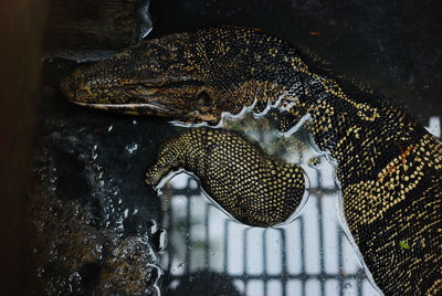 High angle view of lizard in water at zoo