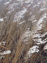 Close-up high angle view of grass in water