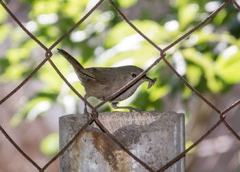 Bird perching on a fence
