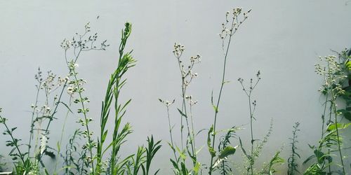 Close-up of plants against sky