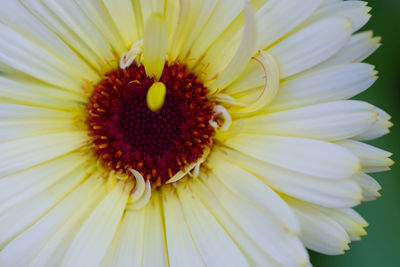 Close-up of white flower