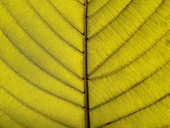 Full frame shot of yellow leaf