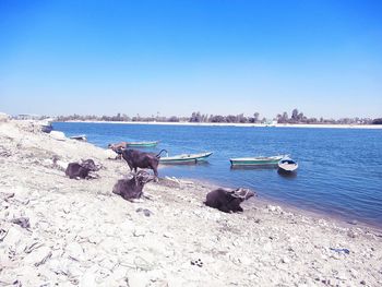 Scenic view of sea against clear blue sky