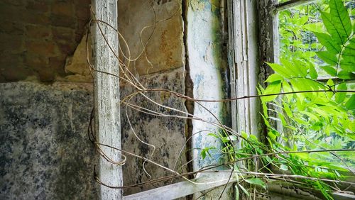 Close-up of bamboo on tree trunk against wall