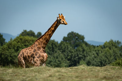 Giraffe with legs hidden behind grassy ridge