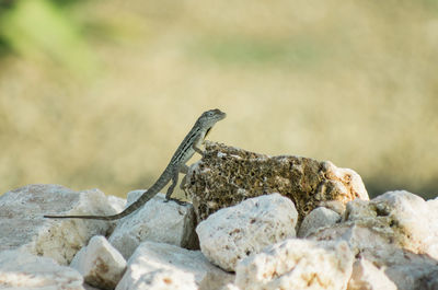 Close-up of reptile on stone