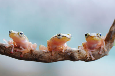 Close-up of frogs on branch