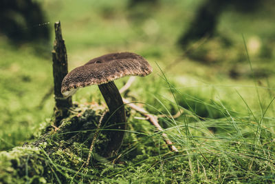 Close-up of mushroom growing on field