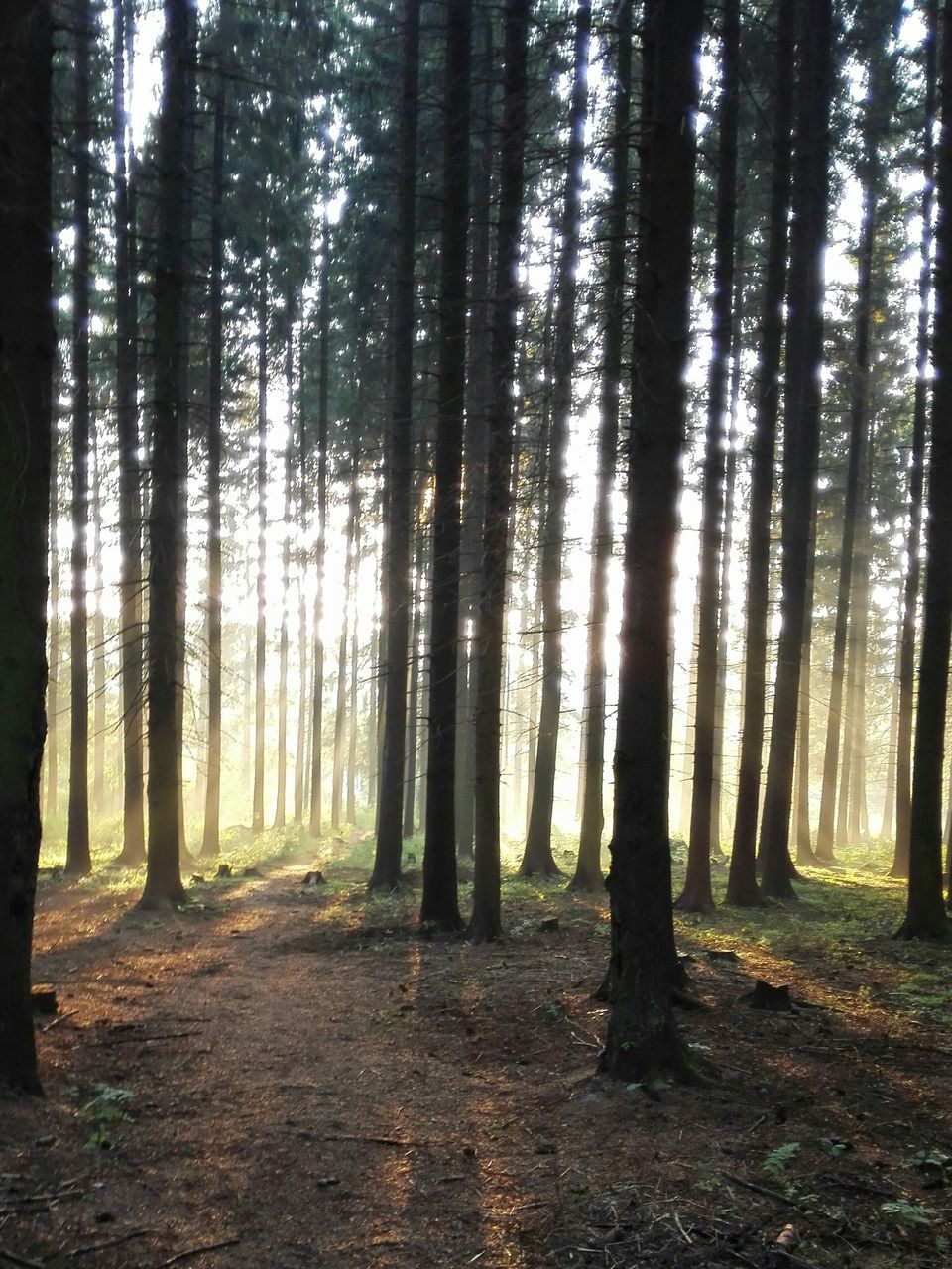 tree, forest, tree trunk, woodland, tranquility, tranquil scene, nature, growth, beauty in nature, scenics, non-urban scene, landscape, sunlight, outdoors, abundance, day, woods, idyllic, no people, branch