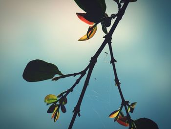 Low angle view of plant against water