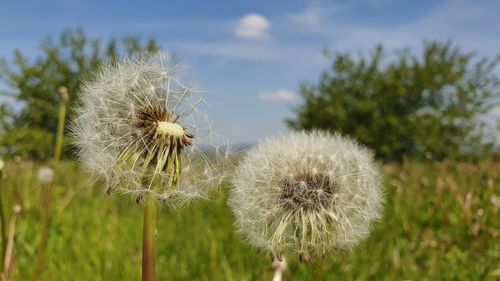 Close-up of dandelion on field against sky